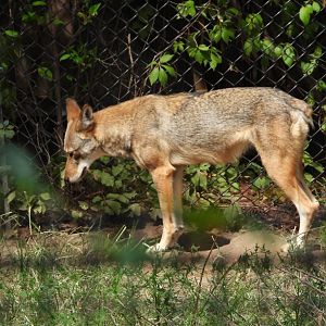 Red wolf