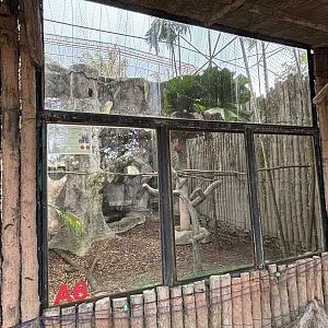 Rhinoceros Hornbill Aviary