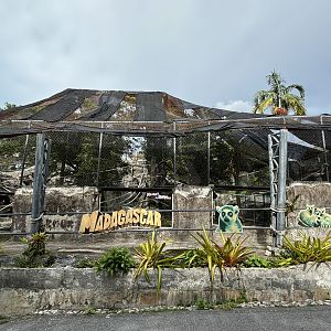 Ring-tailed Lemur Exhibit