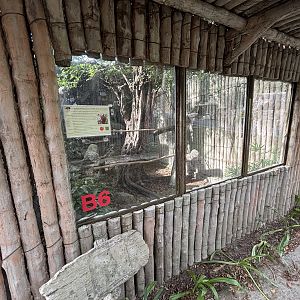 Rhinoceros Hornbill Aviary