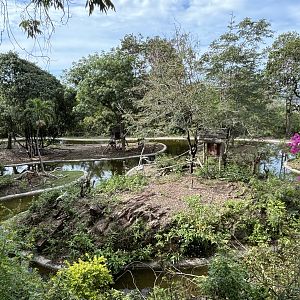 Gibbon Islands + Javan Rusa Deer (Wild)