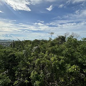 Stunning Jungle View
