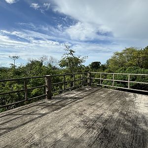 Jungle View Boardwalk