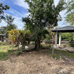 Malayan Tapir Exhibit #1 (New in 2024)