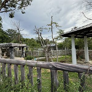 Malayan Tapir Exhibit #2 (New in 2024)
