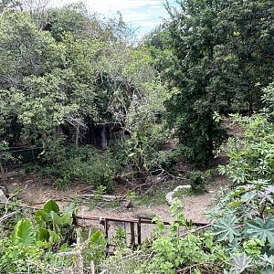 Malayan Tapir Exhibit #3 (current yard)