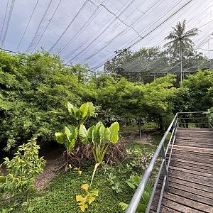 Walk-through Aviary
