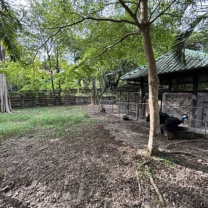 Cassowary Exhibit #1