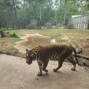 Baton Rouge Zoo - Malayan Tiger
