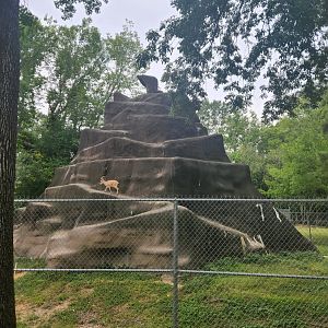Baton Rouge Zoo - Nubian Ibex exhibit
