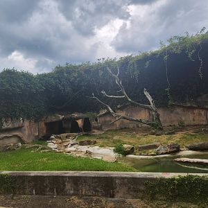 Baton Rouge Zoo - Spectacled Bear enclosure