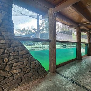 Baton Rouge Zoo - New Pygmy Hippo exhibit