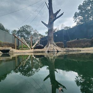 Baton Rouge Zoo - Pygmy Hippo/Colobus Monkey enclosure