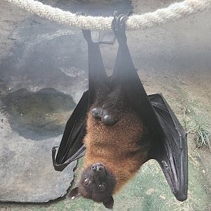 Baton Rouge Zoo - Indian Flying Fox