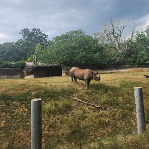 Baton Rouge Zoo - Black Rhinoceros