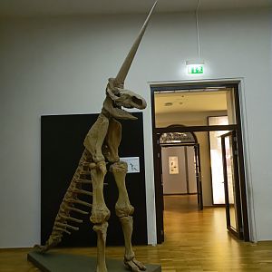 'The Magdeburg Unicorn' - Magdeburg Museum
