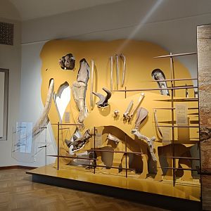 Size comparisons of prehistoric mammals - Magdeburg Museum