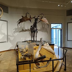 Megaloceros mount - Magdeburg Museum