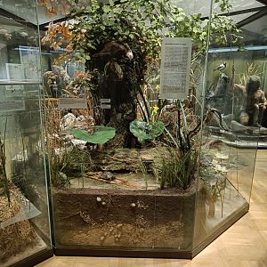 Wetlands species dioramas - Magdeburg Museum