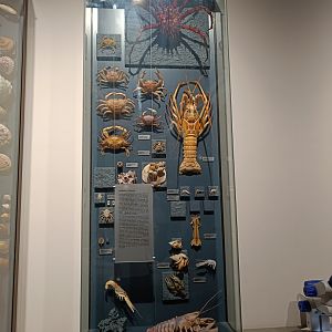 Crustacean cabinet - Magdeburg Museum