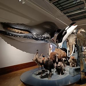 Biodiversity hall in 'Wonders of Life' gallery - Magdeburg Museum