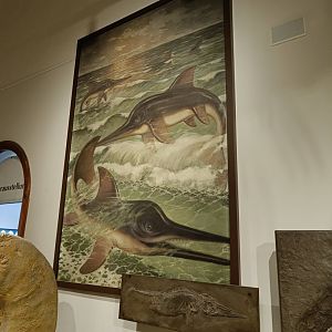 Ichthyosaurs and artwork - Magdeburg Museum