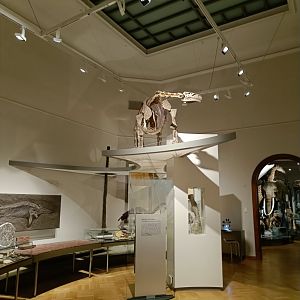 Prehistoric Gallery - Magdeburg Museum