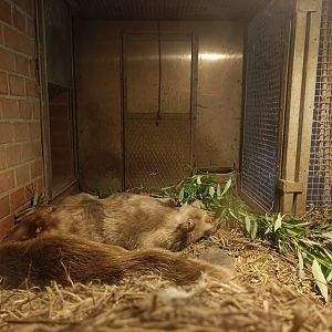Elbe European Beaver