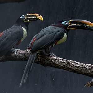 Chestnut-eared aracari (Pteroglossus castanotis)