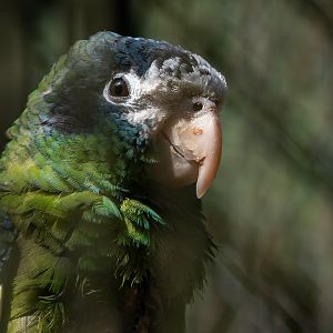 Hispaniolan amazon (Amazona ventralis)