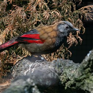 Red-winged laughingthrush (Trochalopteron formosum)
