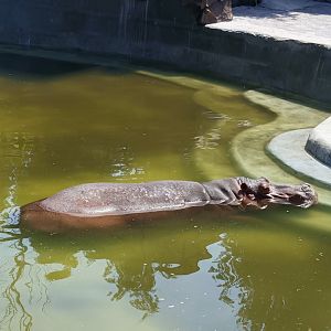 Nile Hippopotamus (Hippopotamus amphibius)