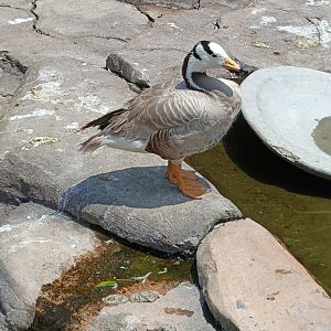 Bar-headed Goose (Anser indicus)