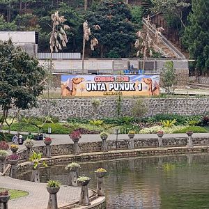 Dromedary camel exhibit construction site