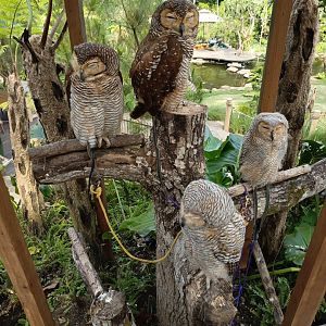 Rumpun Chanaya - Spotted Wood Owls (Strix seloputo)