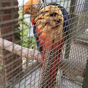 Paris van Java - Golden Pheasant (Chrysolophus pictus)