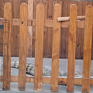 Paris van Java - Spectacled Caiman (Caiman crocodilus)