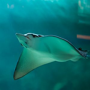 Ocellated Eagle Ray