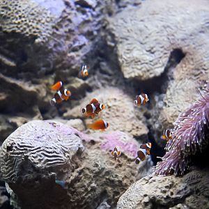 Clownfish Harem