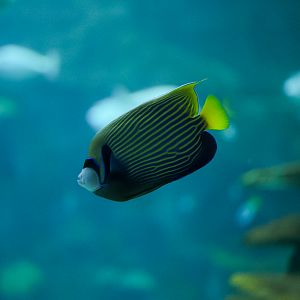Emperor Angelfish