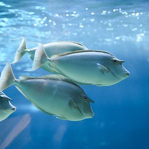 Bluespine Unicorn Tangs