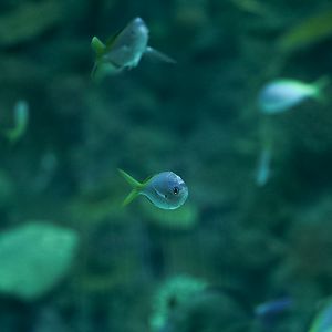 Blue & Yellow Fusiliers