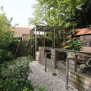 Banded mongoose exhibit and North American red squirrel exhibit, 2024-05-11