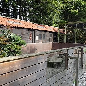 Banded mongoose exhibit and Pegu red squirrel exhibit, 2024-05-11