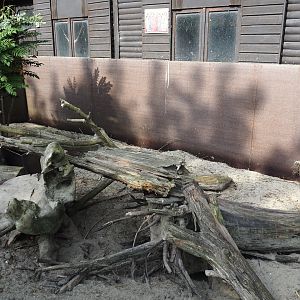 Banded mongoose exhibit, 2024-05-11