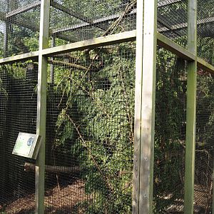 North American red squirrel exhibit, 2024-05-11
