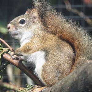 North American red squirrel (Tamiasciurus hudsonicus), 2024-05-11