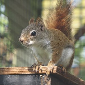 North American red squirrel (Tamiasciurus hudsonicus), 2024-05-11