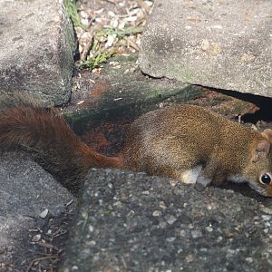 North American red squirrel (Tamiasciurus hudsonicus), 2024-05-11