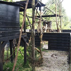 North American porcupine exhibit, 2024-05-11